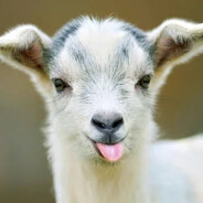 Goat