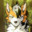 ⌠Htroxdogface⌡