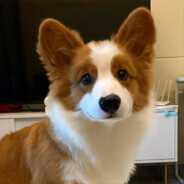 猪脑过载的时候