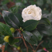 超级无敌大爱莉