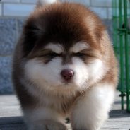 小江，来根华子？