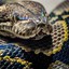 Python