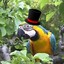MacawMagician