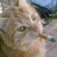 Cat with a ciggy