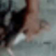 gato conchetumare