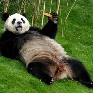 Panda avatar