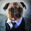 .#PUG LIFE