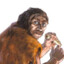 neanderthal