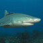 Shark fact!