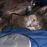 Timo