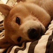 九陌望断浅世花