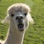 Alpaca Sarnosa