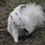Squirrelβ