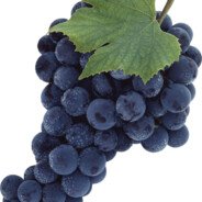 Виноград