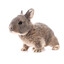 an innocent rabbit