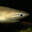 blunt shark