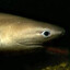 blunt shark