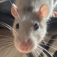 Ratrocity