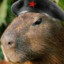 war capybara