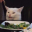 saladcat