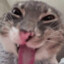 ⋆⭒whiskas ๋࣭⭑