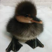 PoofyDuckling