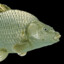 Dumb Fish