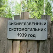 西伯利亚溃烂的牛墓地