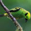 emeraldtanager