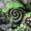 observing spirals