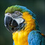 macaw - lmm