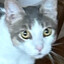 nekA_