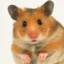 Hamster