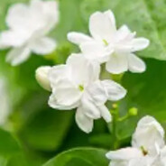 一朵盛开的茉莉花