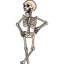 skelet