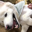 Dogtooth's avatar