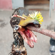 Рейхсфюрер ЗСУ