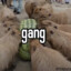 Capibara gang