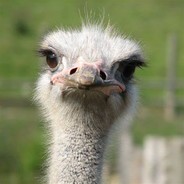 Ostrich Bot 24/7