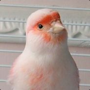 EAF51_TonyRule - steam id 76561197971058167