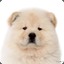 ChowChow