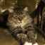 mrrp, mrrow meow meowwwww