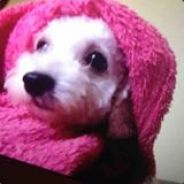 <就怕像你猪般的队友>