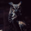 Black_Owl