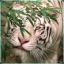 hidden_tigress