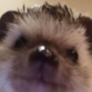 djTamasRF's Steam avatar