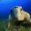 FasterThanAverageTortoise