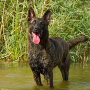 Hollandse Herdershond