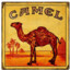 Camel