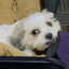 Zoey